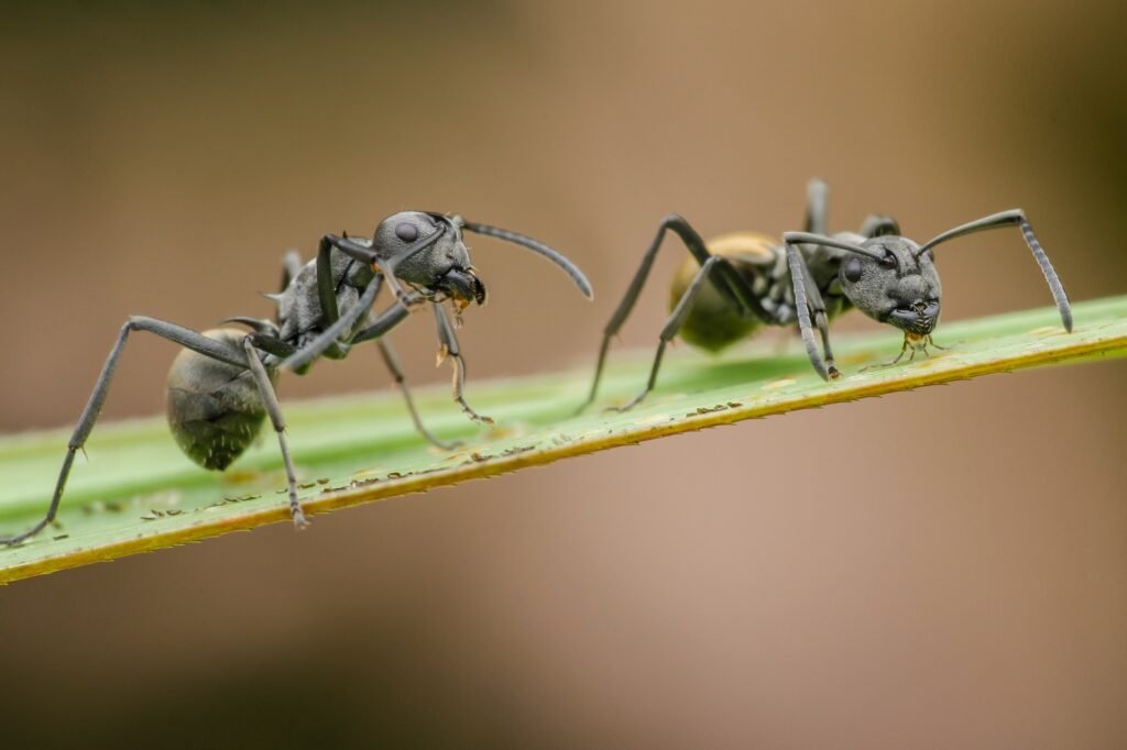 ant