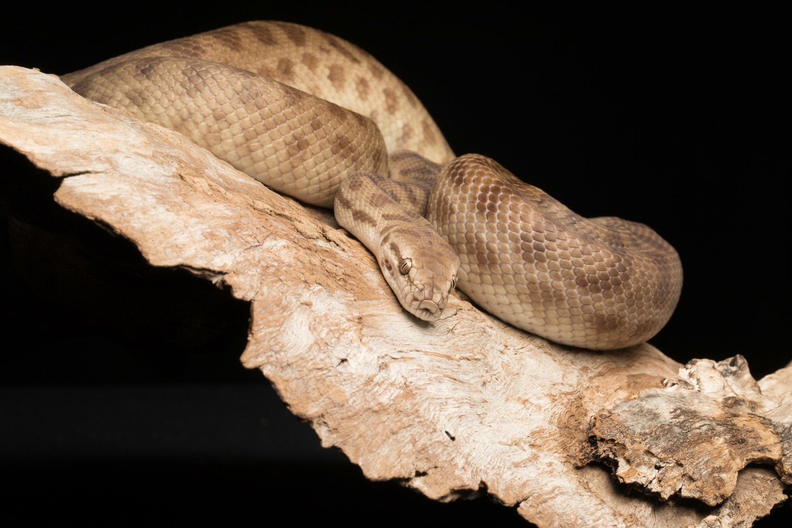 Children's Python Brown Snake on black background and on a timber tree branch