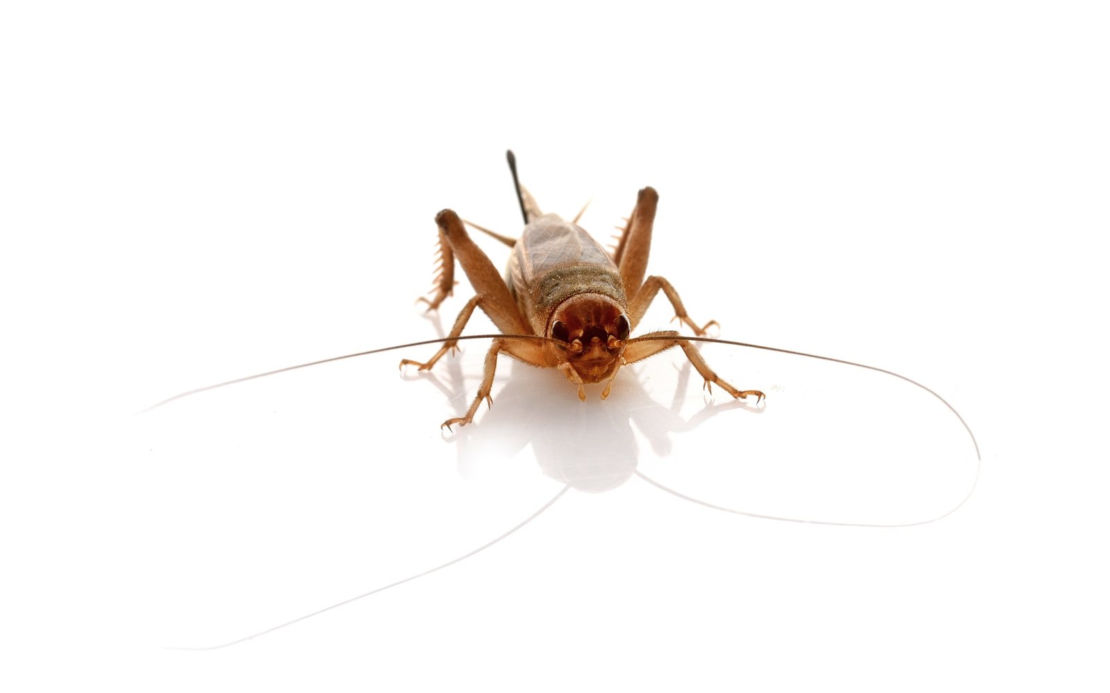 cockroach in studio