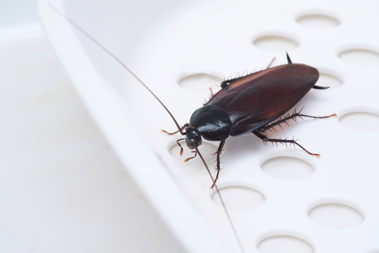 Cockroach