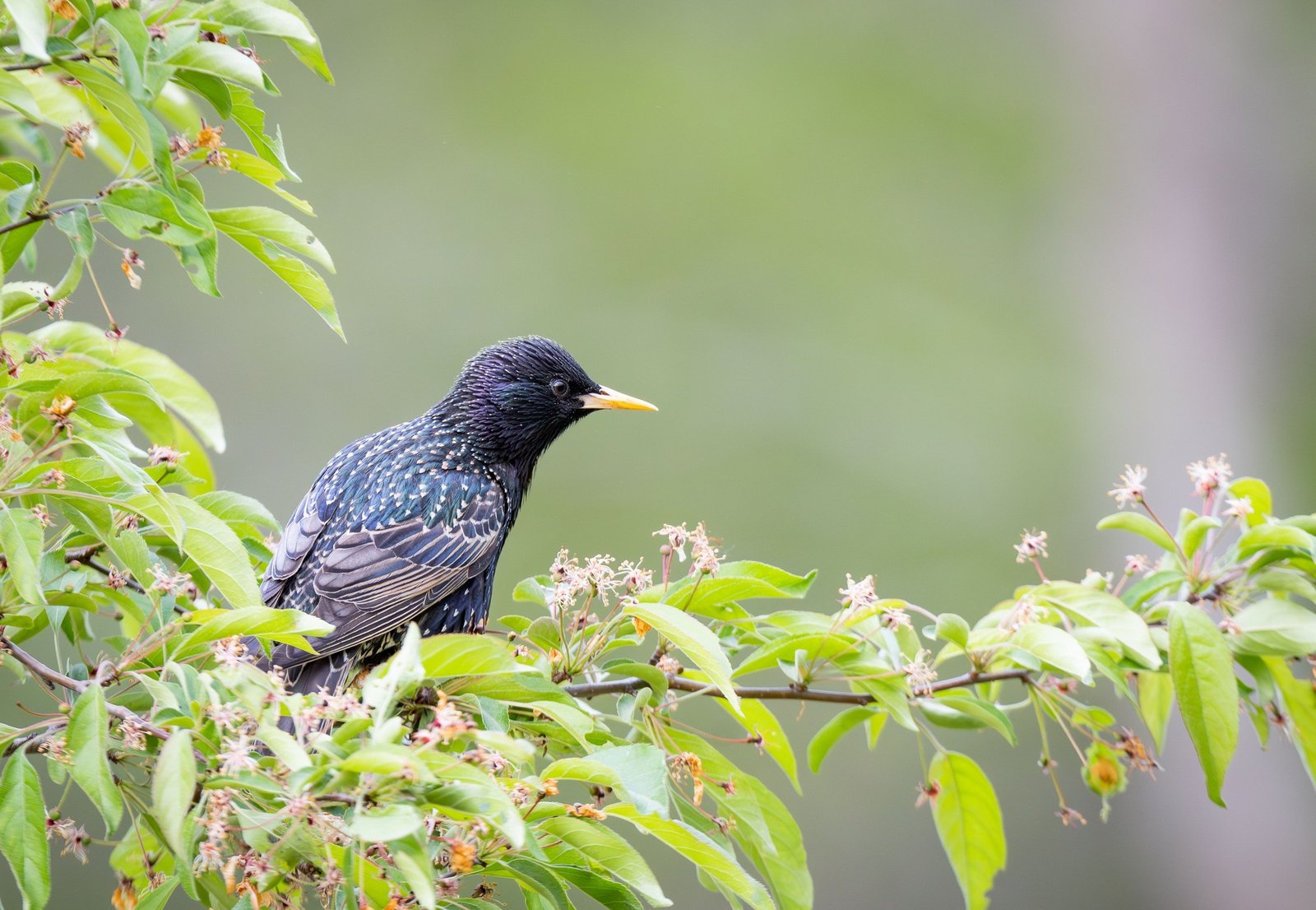 European starling perched on a branch with green leaves and a blurred background