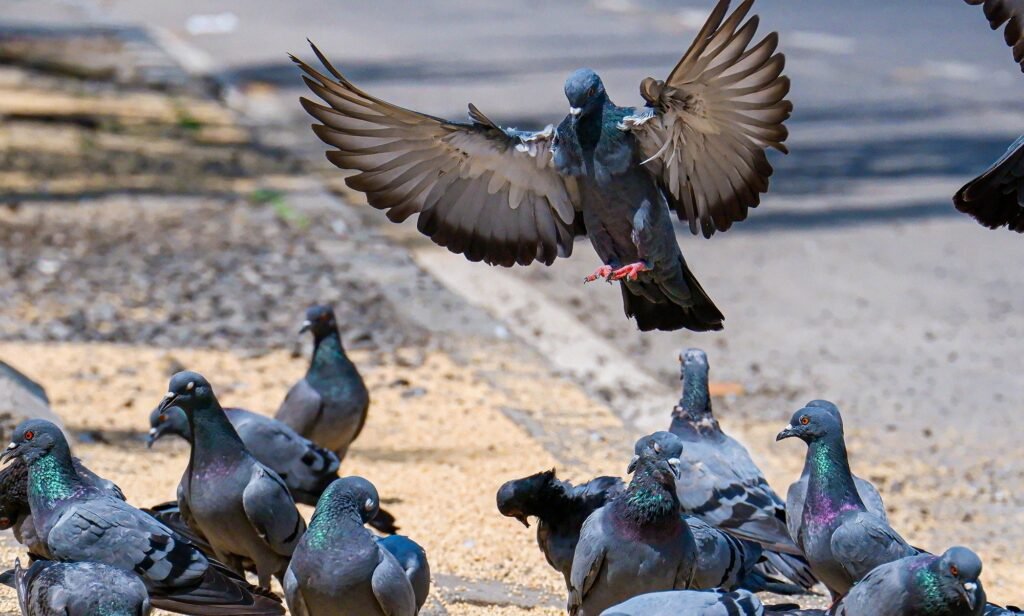 Flock of pigeons walking and flying on the street