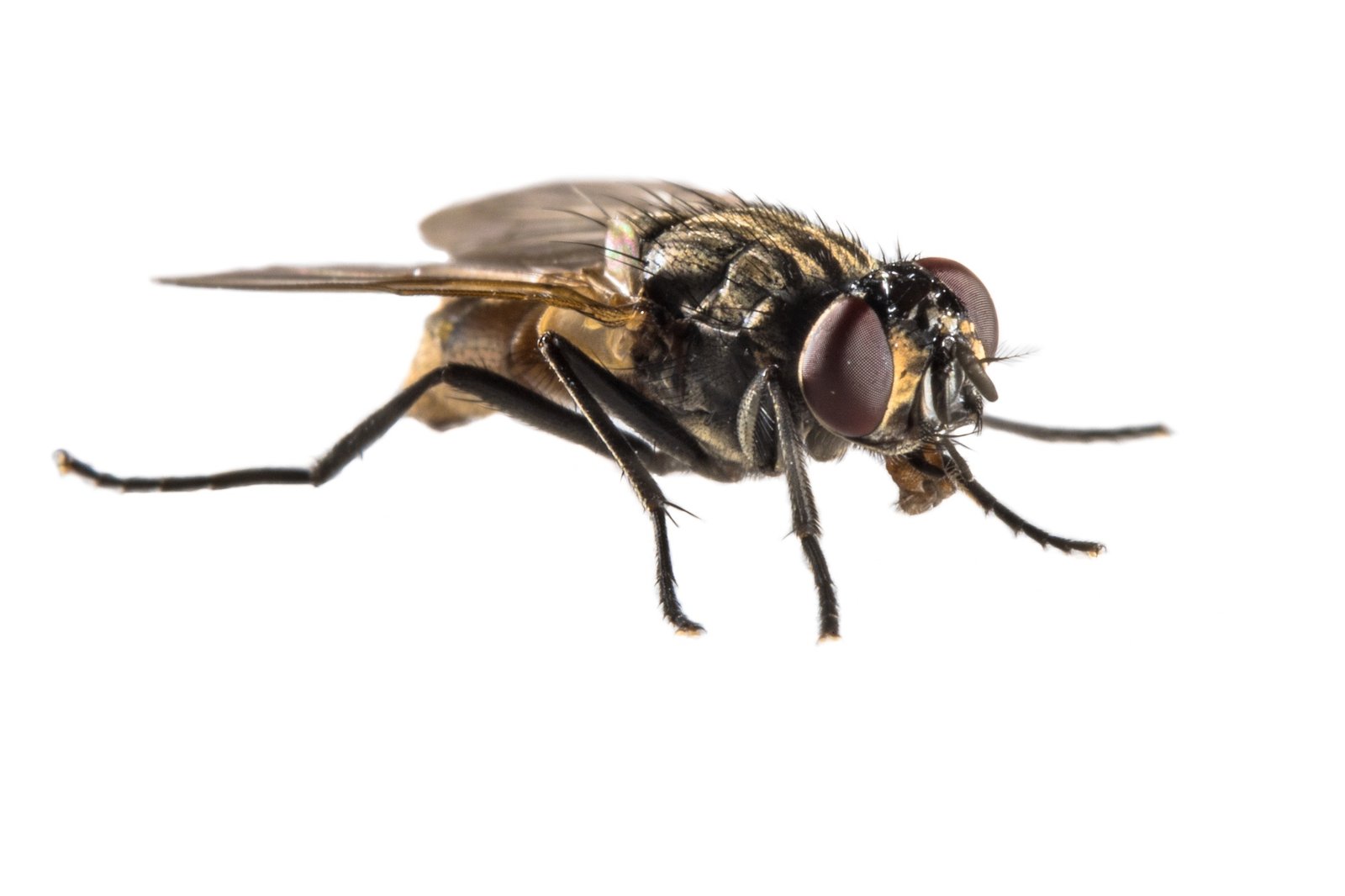 House fly on white background