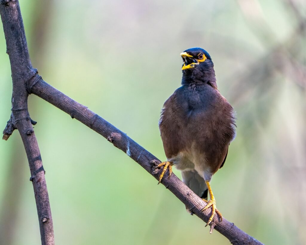 Indian Myna (Acridotheres tristis) perched atop a bare tree branch