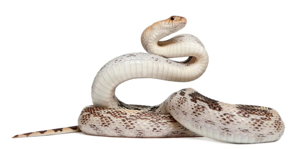 Pacific gopher snake also known as Coast gopher snake, western gopher snake, Pituophis catenifer