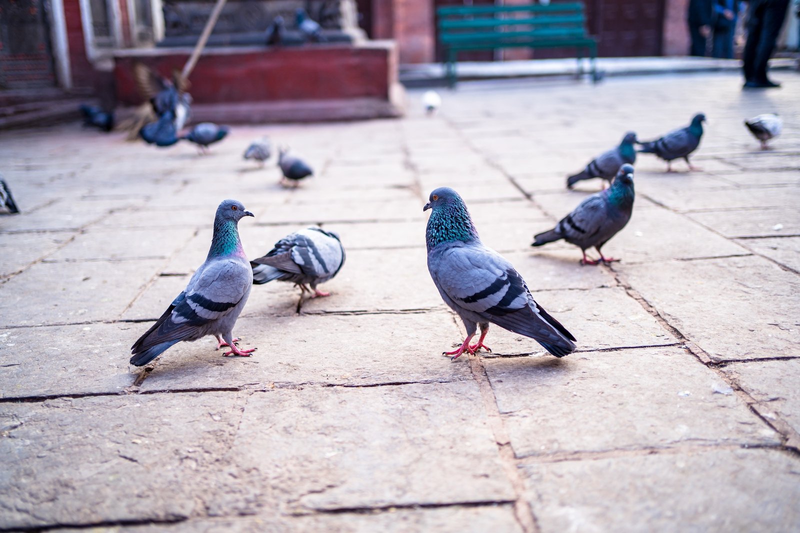 Pigeons are playing around the Swayambhunath Stupa