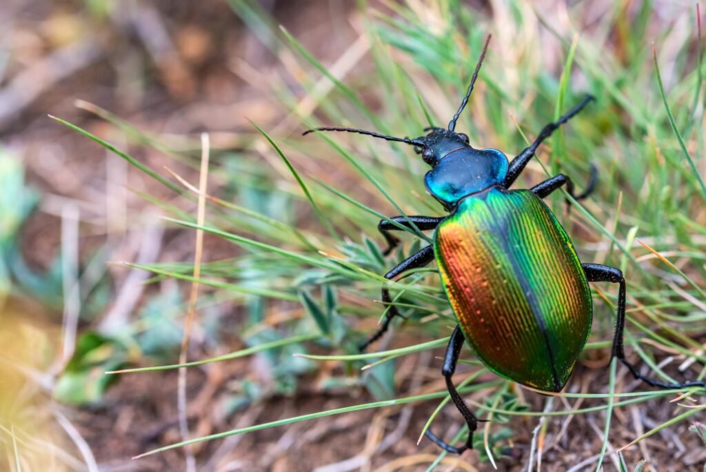 Rare Galosoma sycophanta bettle in grass close up