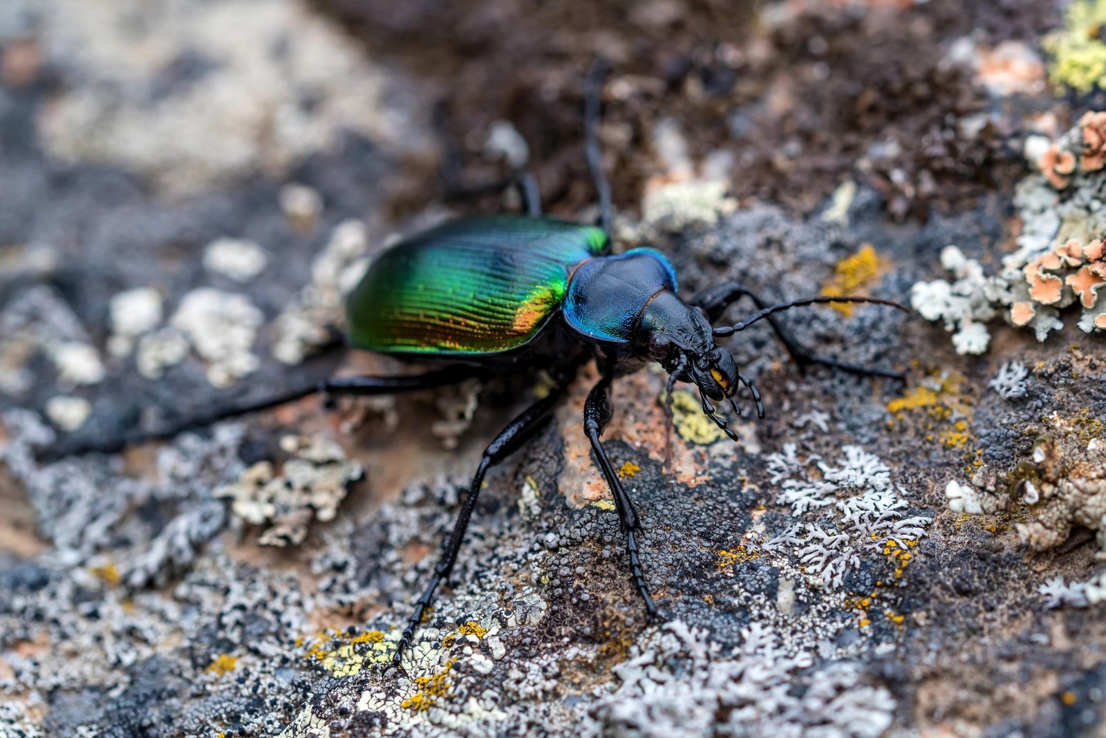 Rare Galosoma sycophanta bettle on moss covered stone close up