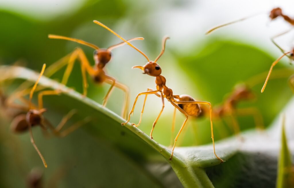 Red ants on green leaves, Green tree ant ,Weaver ant
