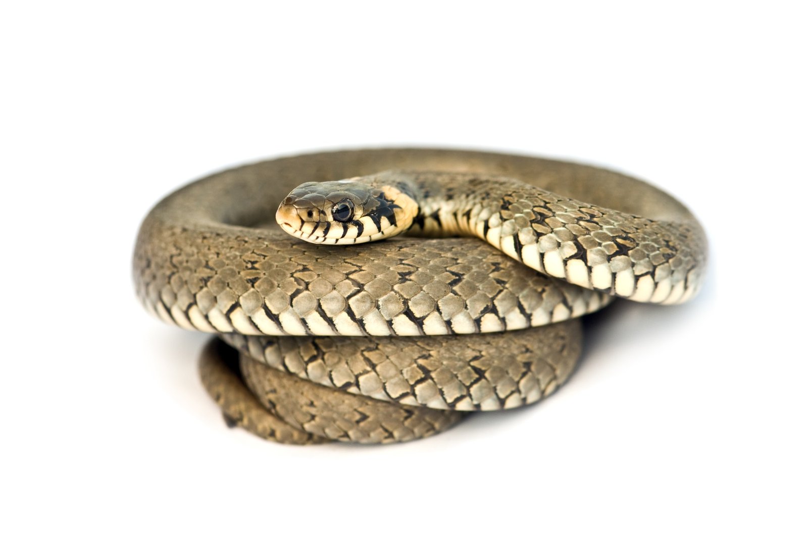 snake