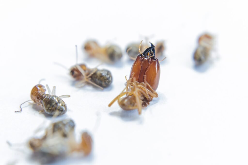 Termite on isolated whited background