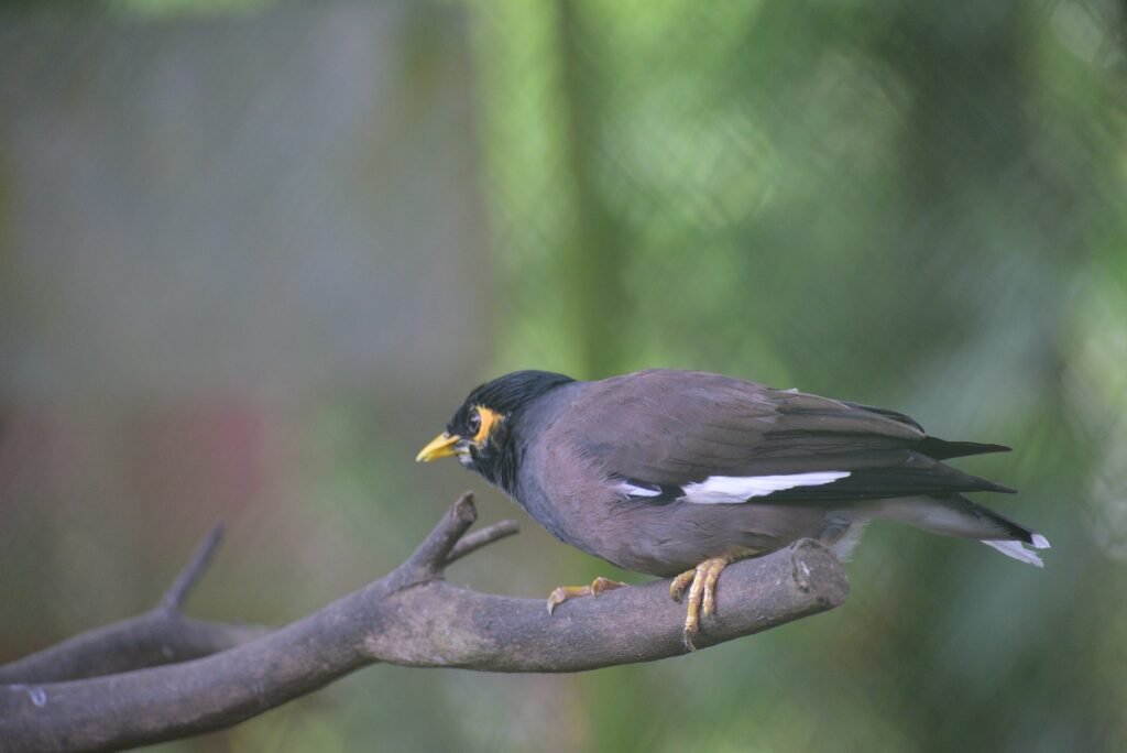 The common myna or Indian myna, Acridotheres tristis