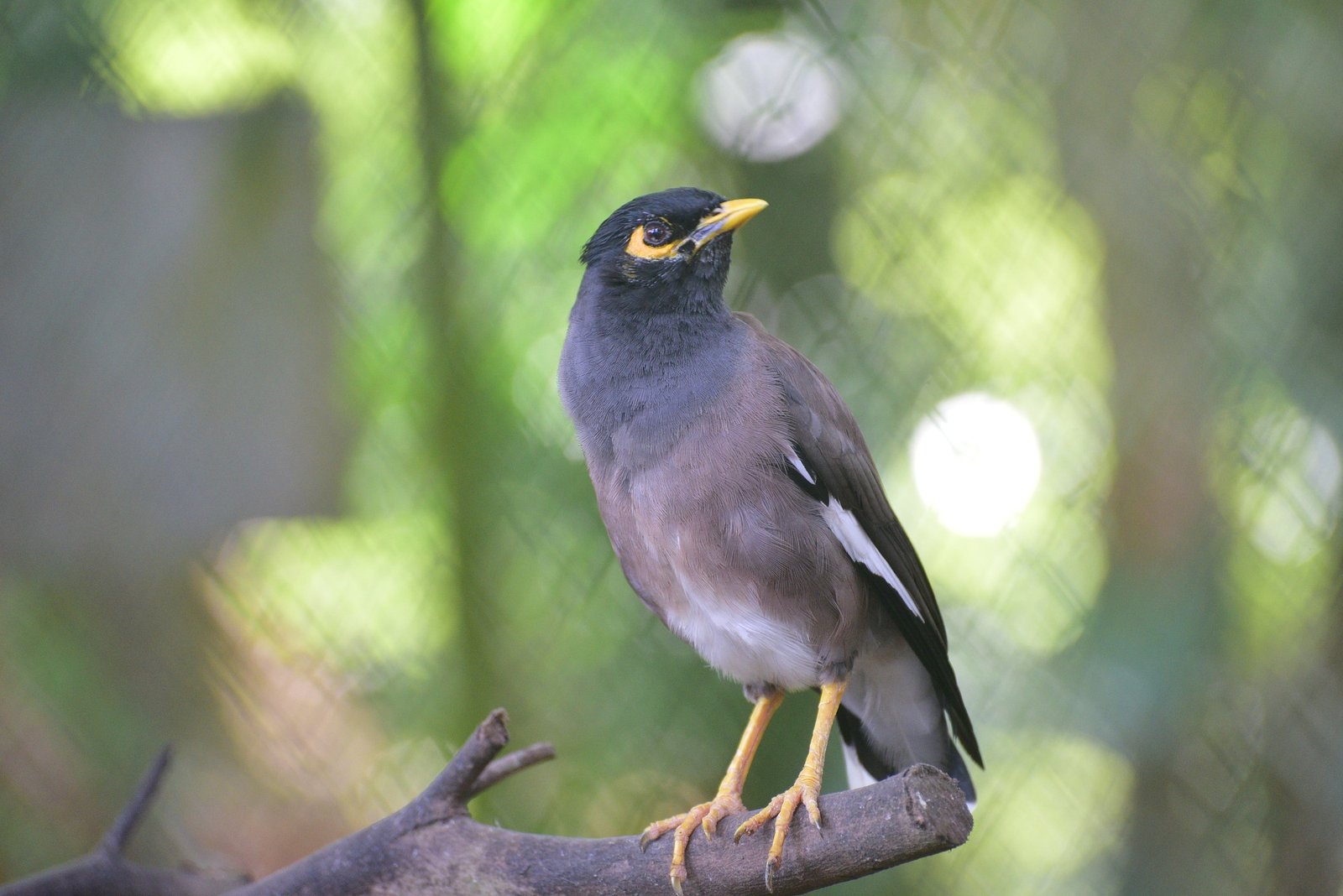 The common myna or Indian myna, Acridotheres tristis