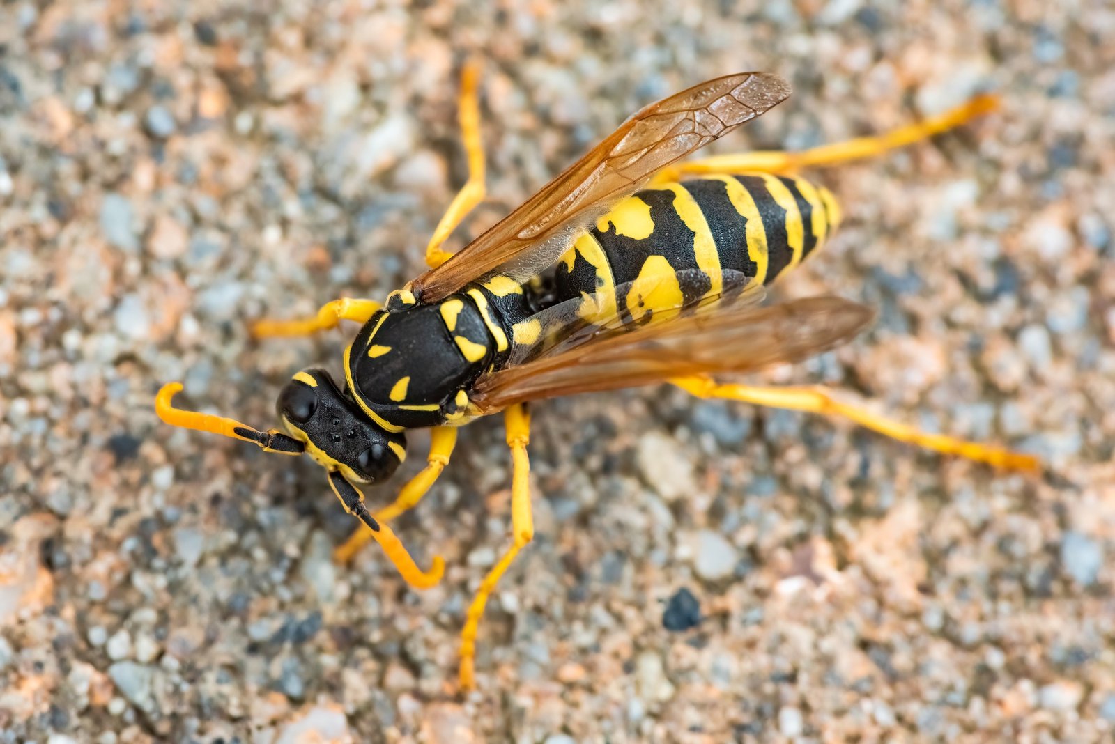 Wasp. Large wasp. Dangerous fly. Striped fly