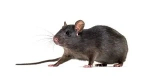 Rodent Pest Control In Melbourne