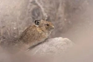 Rodent Pest Control In Melbourne