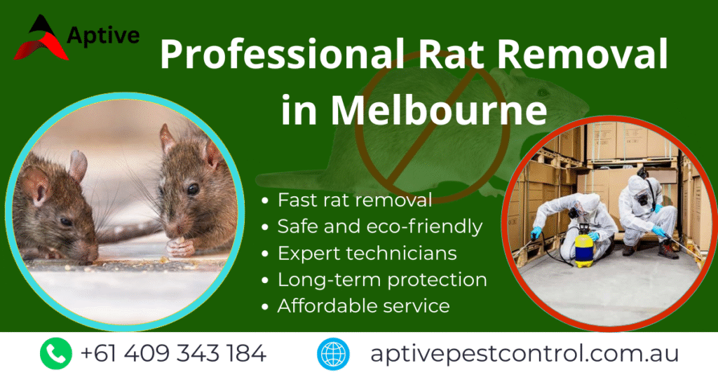 Professional Rat Removal in Melbourne