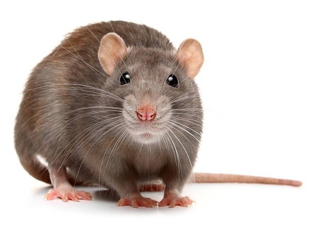 Looking for expert mice pest control in Melbourne? Aptive Pest Control removes mice, prevents reinfestation, and protects your property long term.