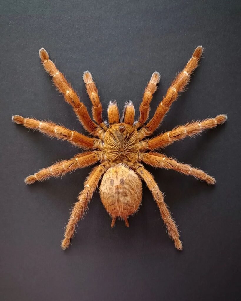 Close-up image of a large spider highlighting the importance of professional Spider Pest Control Melbourne services for safe spider identification and effective infestation management.
