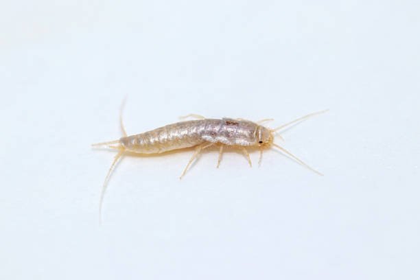 Best Silverfish Treatment Footscray