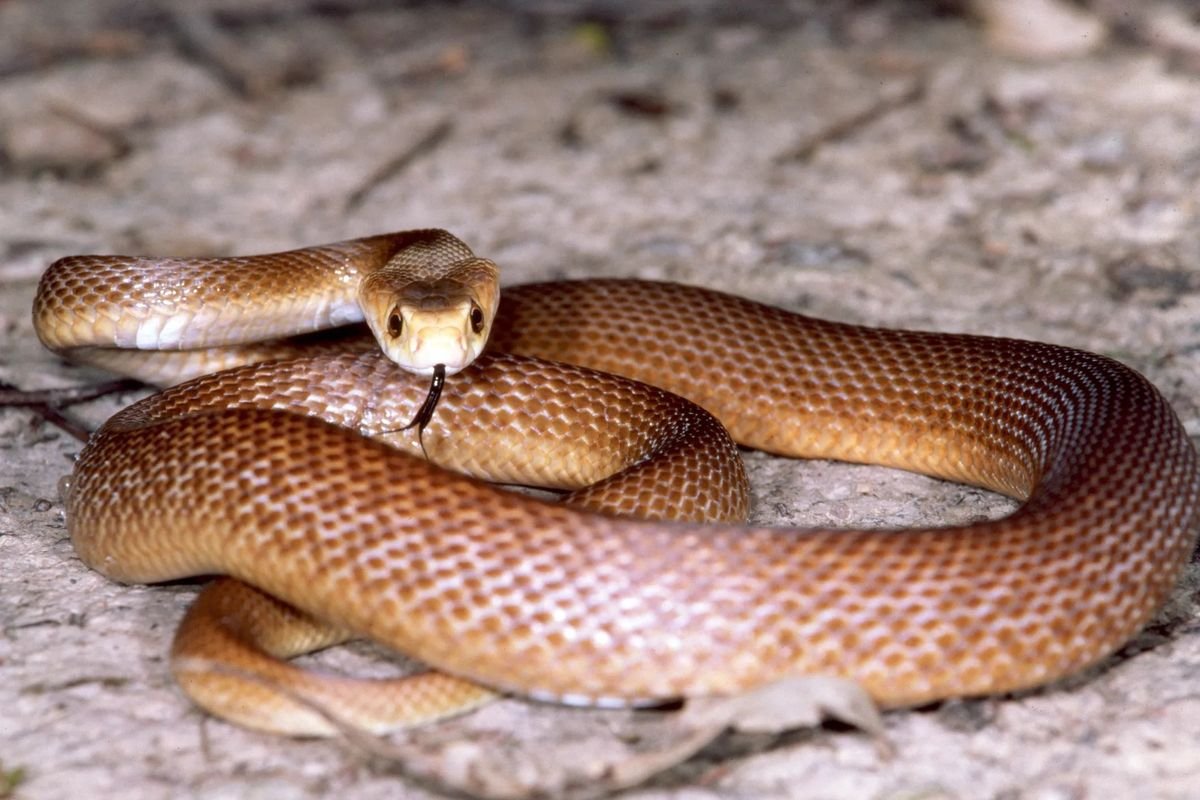 Eastern Brown Snake