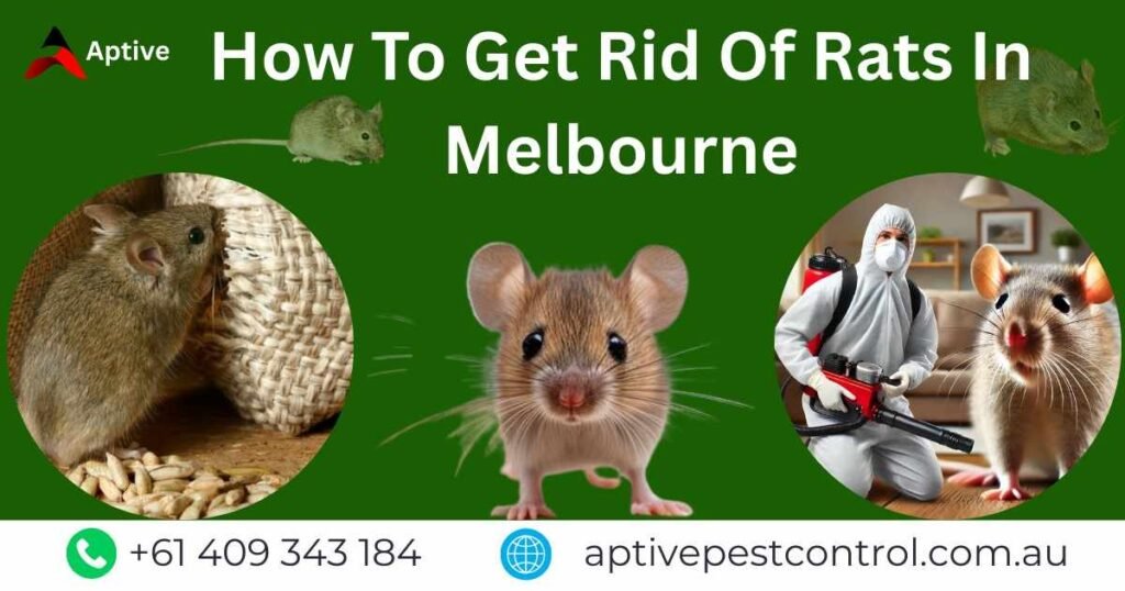 How To Get Rid Of Rats In Melbourne