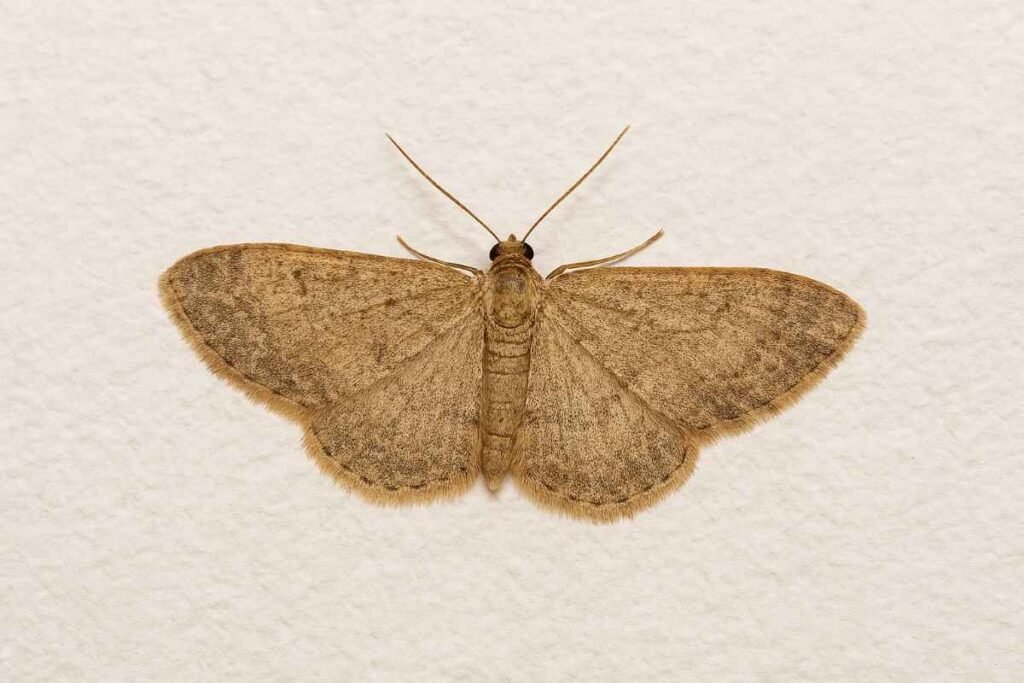 Moth Control Tarneit