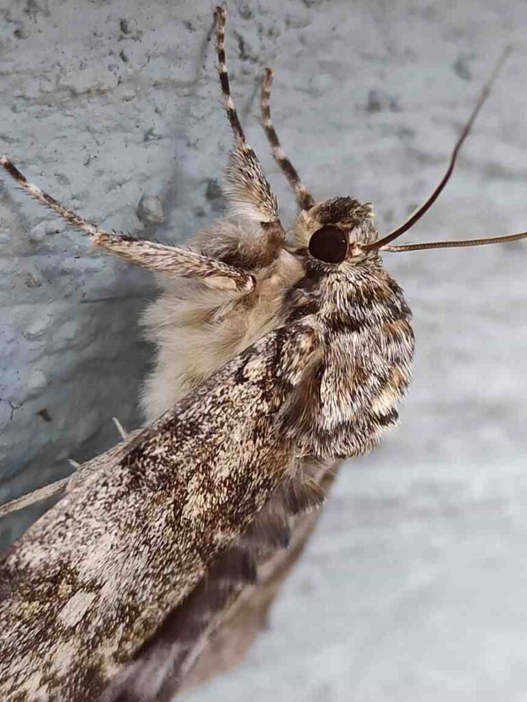 Carpet moth treatment