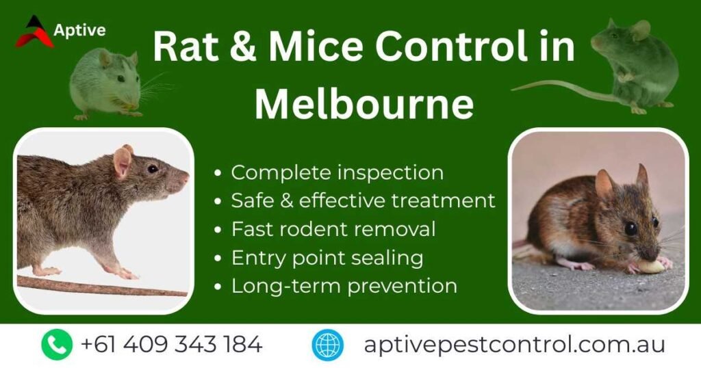 Rat & Mice Control in Melbourne