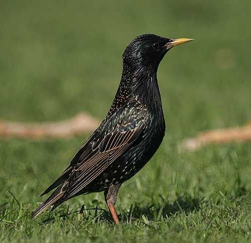 starling
