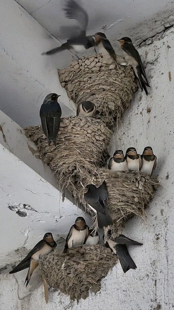 Bird pest control Melbourne