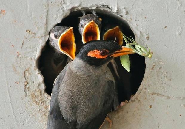 Indian Myna Pest Removal Melbourne