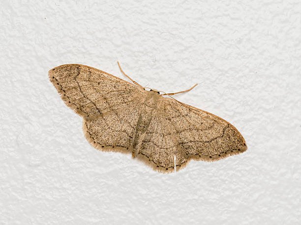 moth experts control melbourne