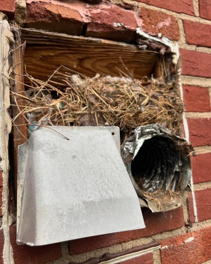 Bird pest control Melbourne