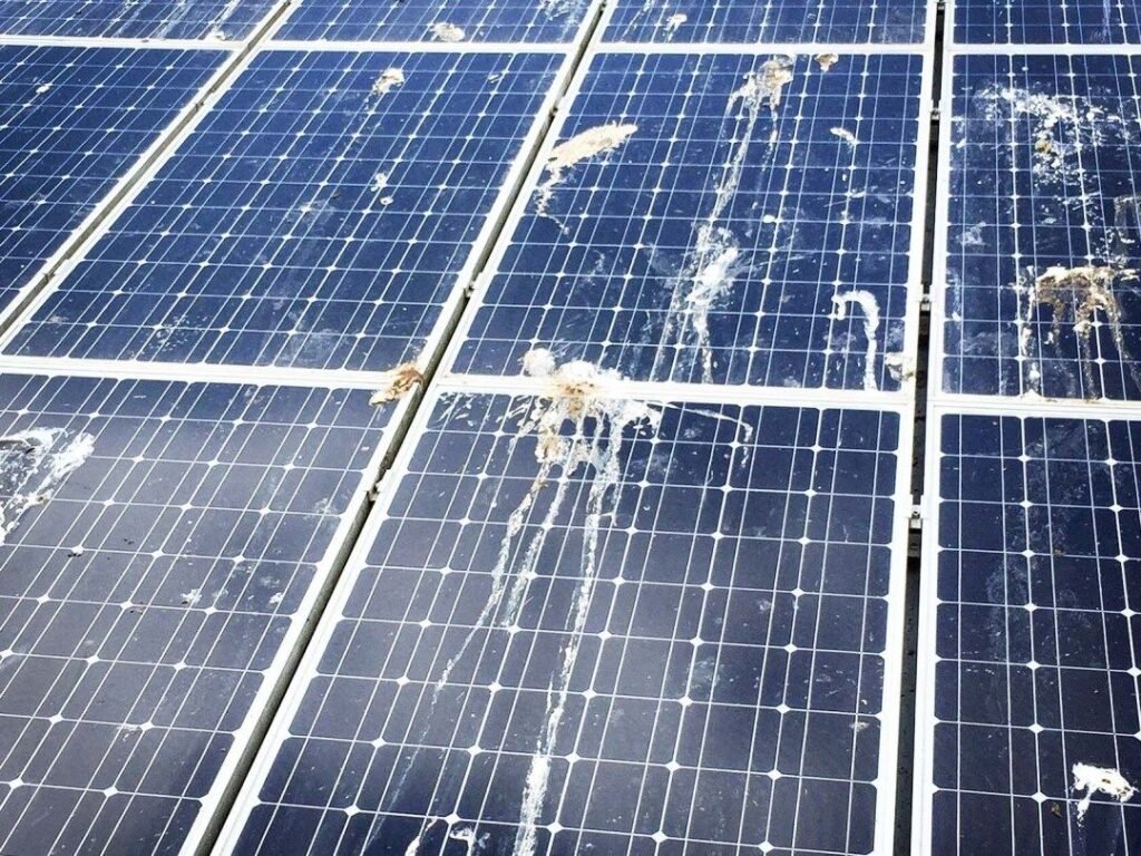 Bird pest control Melbourne