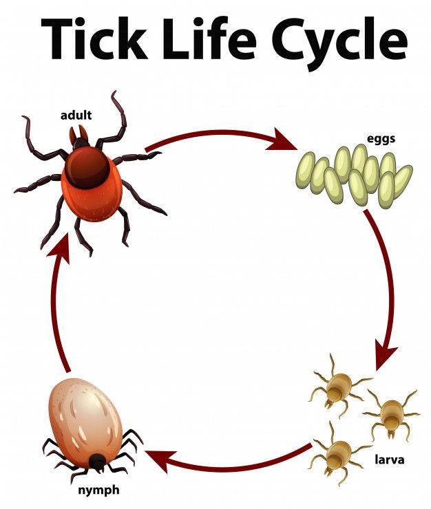 Diagram showing the tick life cycle from eggs to larva, nymph, and adult stage.