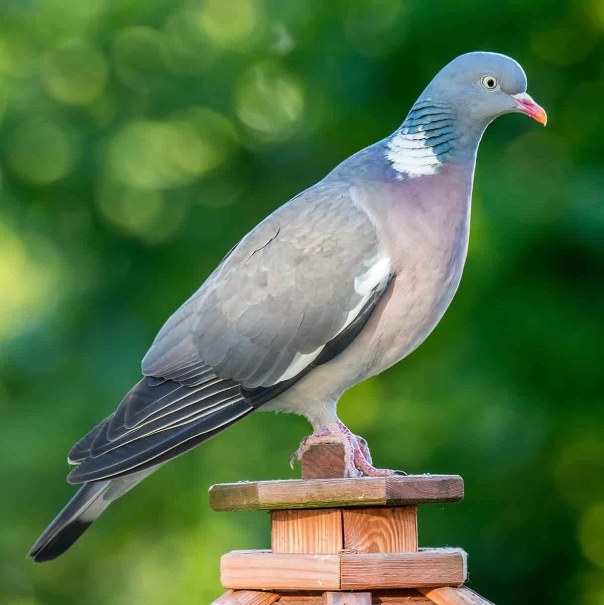 bird control