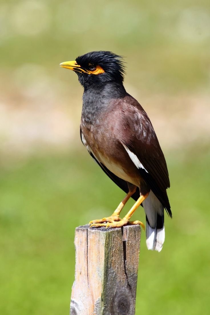 myna