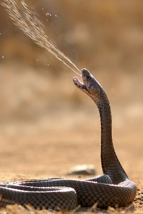Snake Catcher