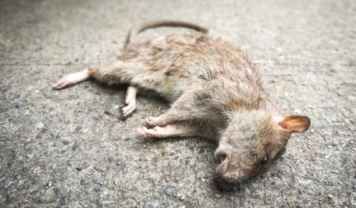 dead animal