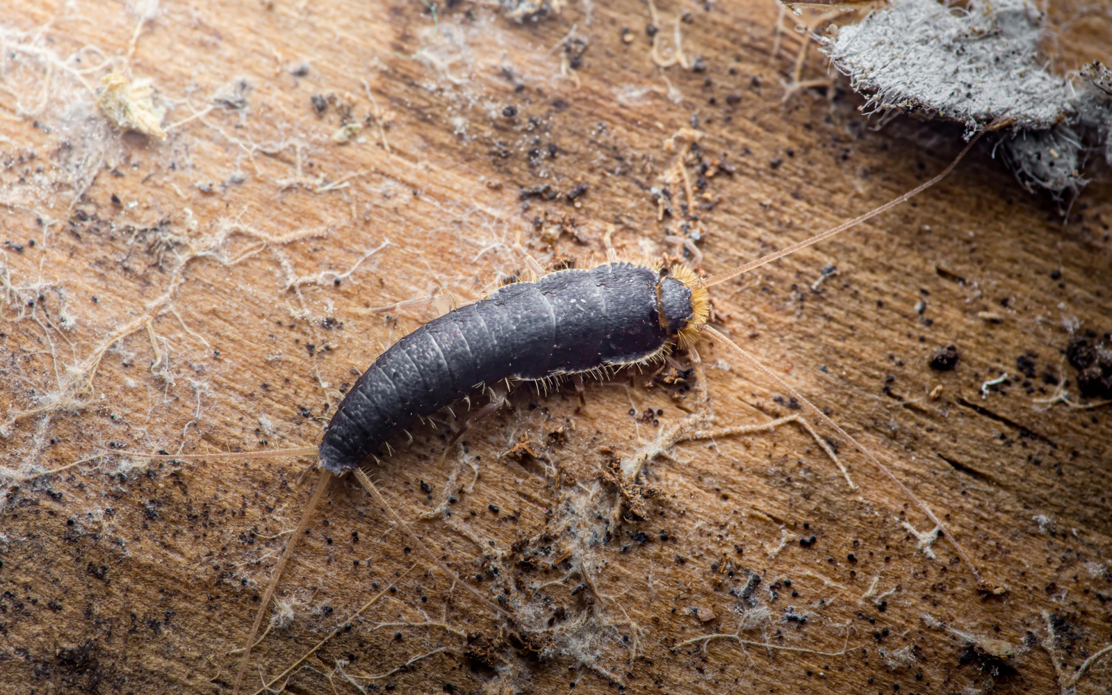 Silverfish found inside a Melbourne property requiring professional treatment