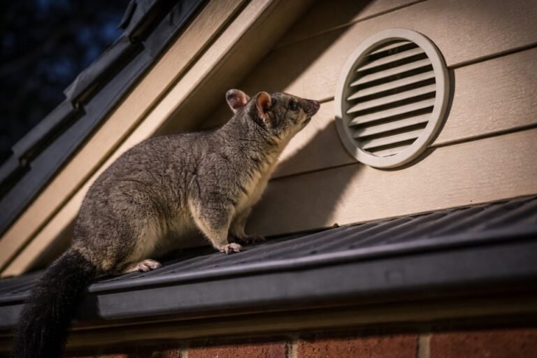 Possum Pest Control