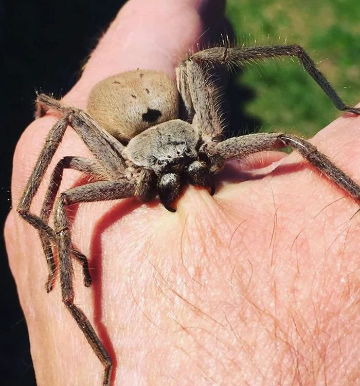 Large spider resting on a person’s hand