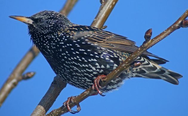 Starling Bird Control Melbourne