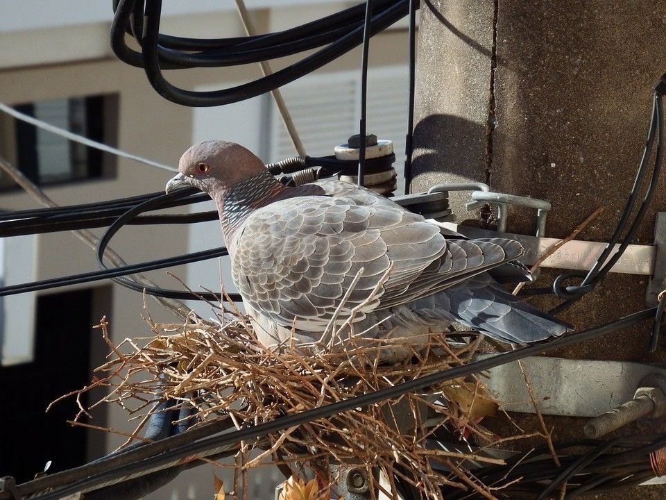 pigeon