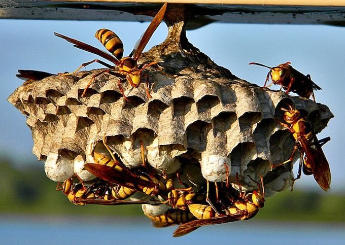 European wasps nesting on an outdoor structure in Melbourne