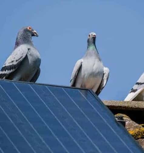 Pigeons perched beside rooftop solar panels, highlighting the need for professional Solar Panel Bird Proofing Melbourne services to prevent birds from nesting beneath solar panels.