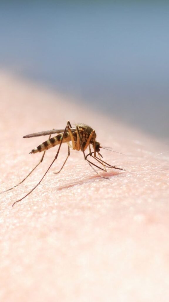Close-up image of a mosquito biting human skin, highlighting the importance of professional Mosquito Pest Control Melbourne services for effective mosquito treatment and prevention.