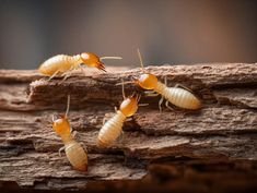 Termite control melbourne
