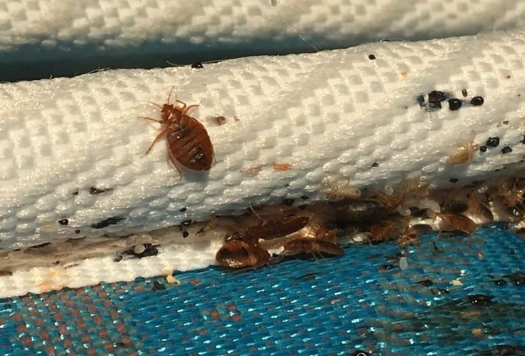 Image Bed bug infestation on a mattress requiring Bed Bug Pest Control Melbourne